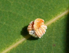 Eriococcus