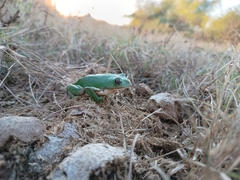 Agalychnis dacnicolor