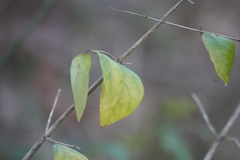 Lonicera