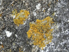 Xanthoria aureola