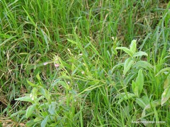 Epilobium tetragonum