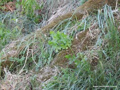 Petroselinum crispum