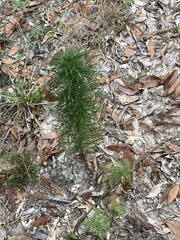 Eupatorium capillifolium