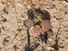 Eremalche rotundifolia