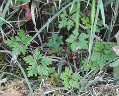 Geranium rotundifolium