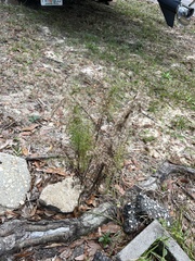 Eupatorium compositifolium