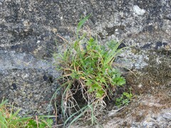 Petroselinum crispum