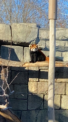 Ailurus fulgens