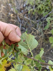 Zaluzania montagnifolia