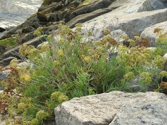 Crithmum maritimum
