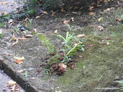 Polypodium cambricum