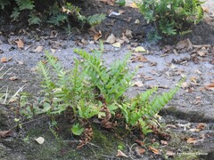 Polypodium cambricum