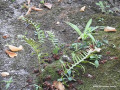 Polypodium cambricum