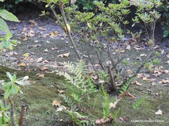 Polypodium cambricum