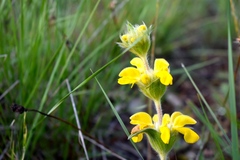Phlomis lychnitis
