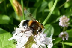 Eristalis intricaria