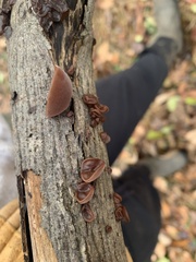 Auricularia angiospermarum