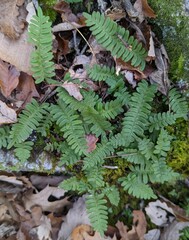 Polypodium appalachianum