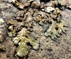 Xanthoparmelia glabrans