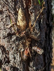 Lymantria dispar