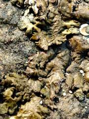 Xanthoparmelia glabrans