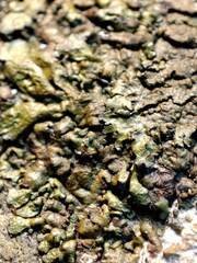 Xanthoparmelia glabrans