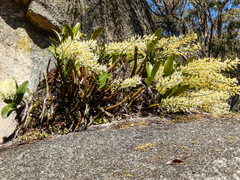 Dendrobium speciosum