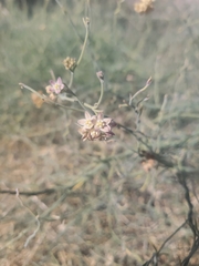 Funastrum