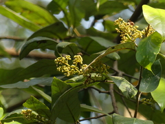 Cryptocarya wightiana