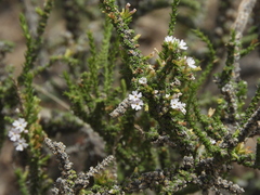 Junellia seriphioides