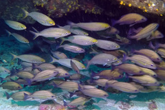Pomadasys striatus