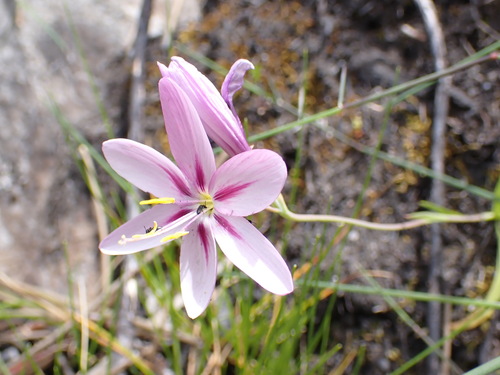 Geissorhiza elsiae