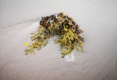 Fucus vesiculosus