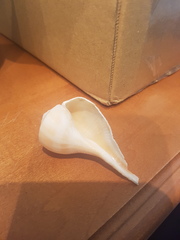 Fulguropsis pyruloides