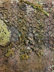 Xanthoparmelia glabrans