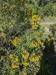 Zaluzania montagnifolia