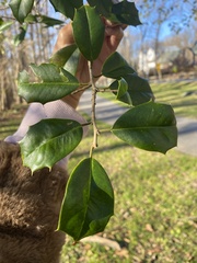 Ilex opaca
