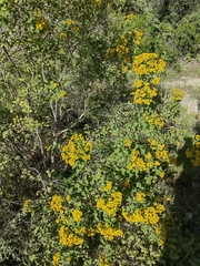 Zaluzania montagnifolia