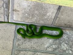 Erythrolamprus viridis