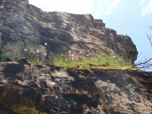 Geissorhiza elsiae