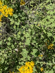 Zaluzania montagnifolia