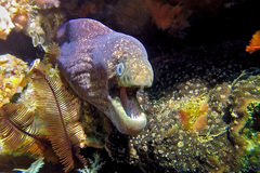 Gymnothorax breedeni