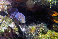 Gymnothorax breedeni