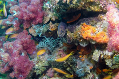Gymnothorax breedeni