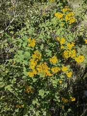 Zaluzania montagnifolia