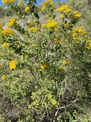 Zaluzania montagnifolia