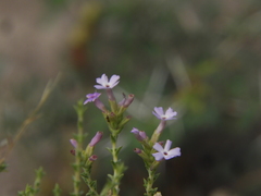 Junellia seriphioides