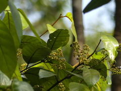 Cryptocarya wightiana