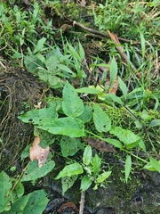Convolvulus massonii
