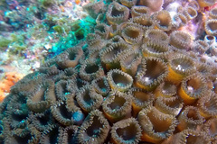 Palythoa tuberculosa